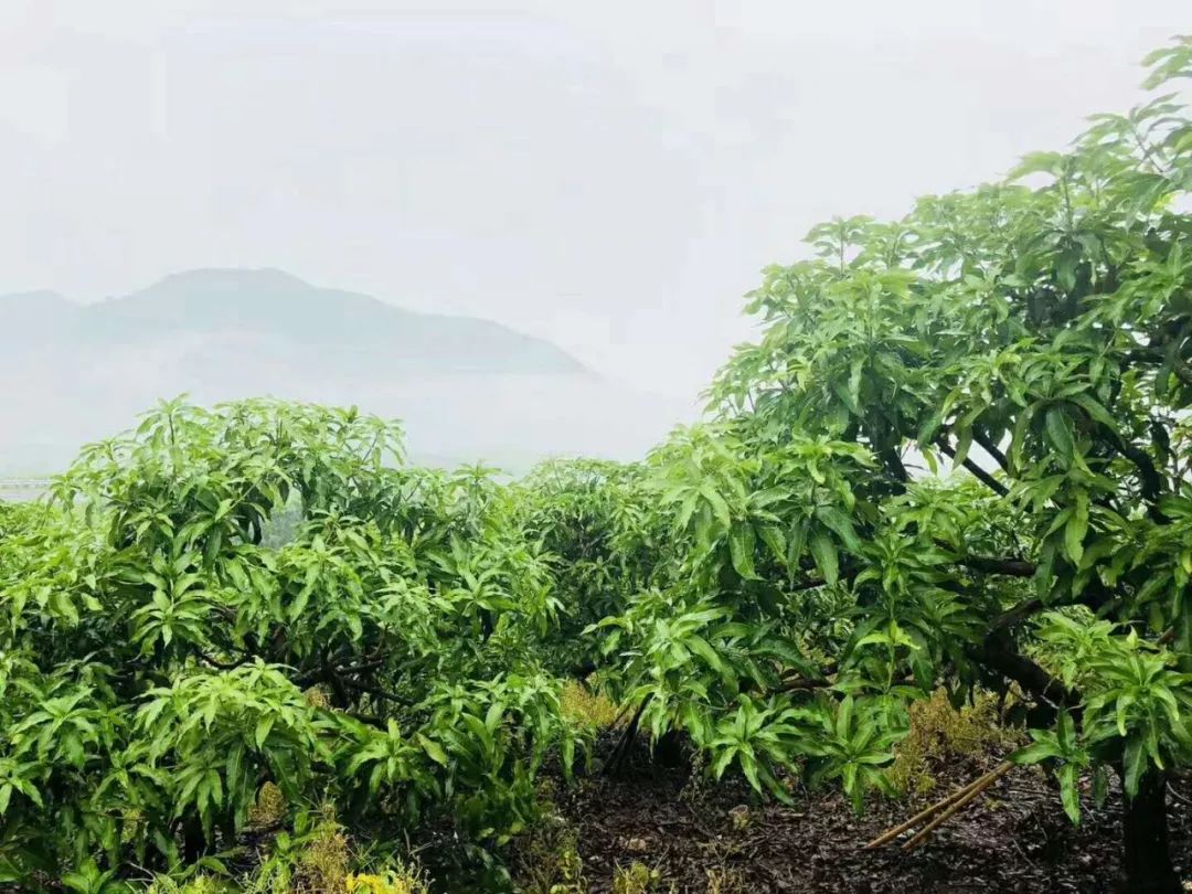 芒果出梢后管理,芒果结果后管理技术与用药