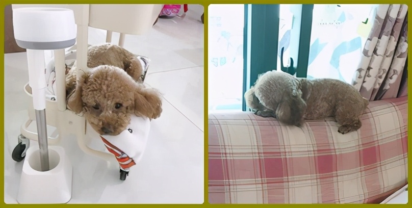 狗狗挑食只需一招,狗狗挑食不吃狗粮饿到极致