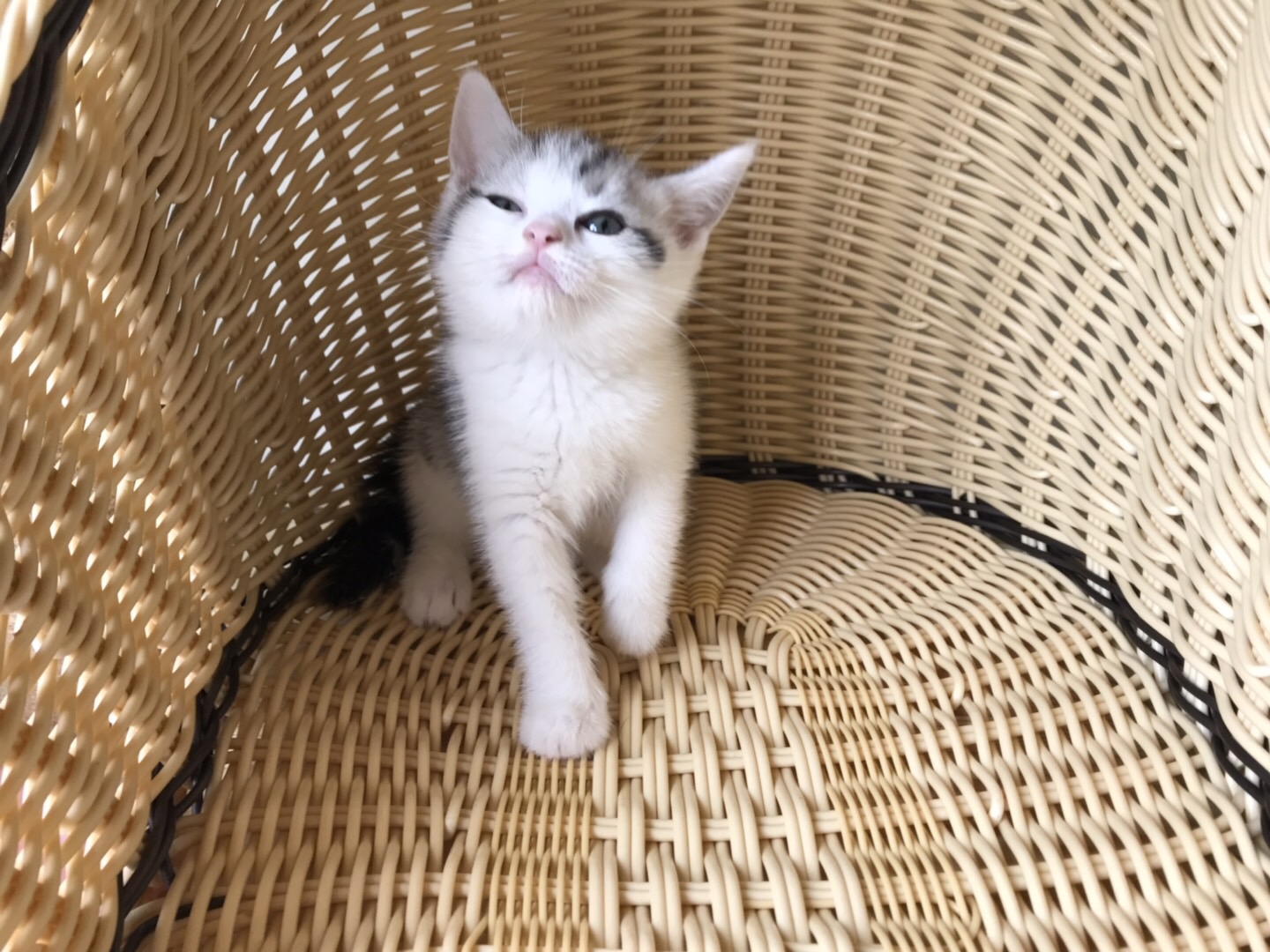 怎么防买到星期猫,如何避免在市场买到星期猫