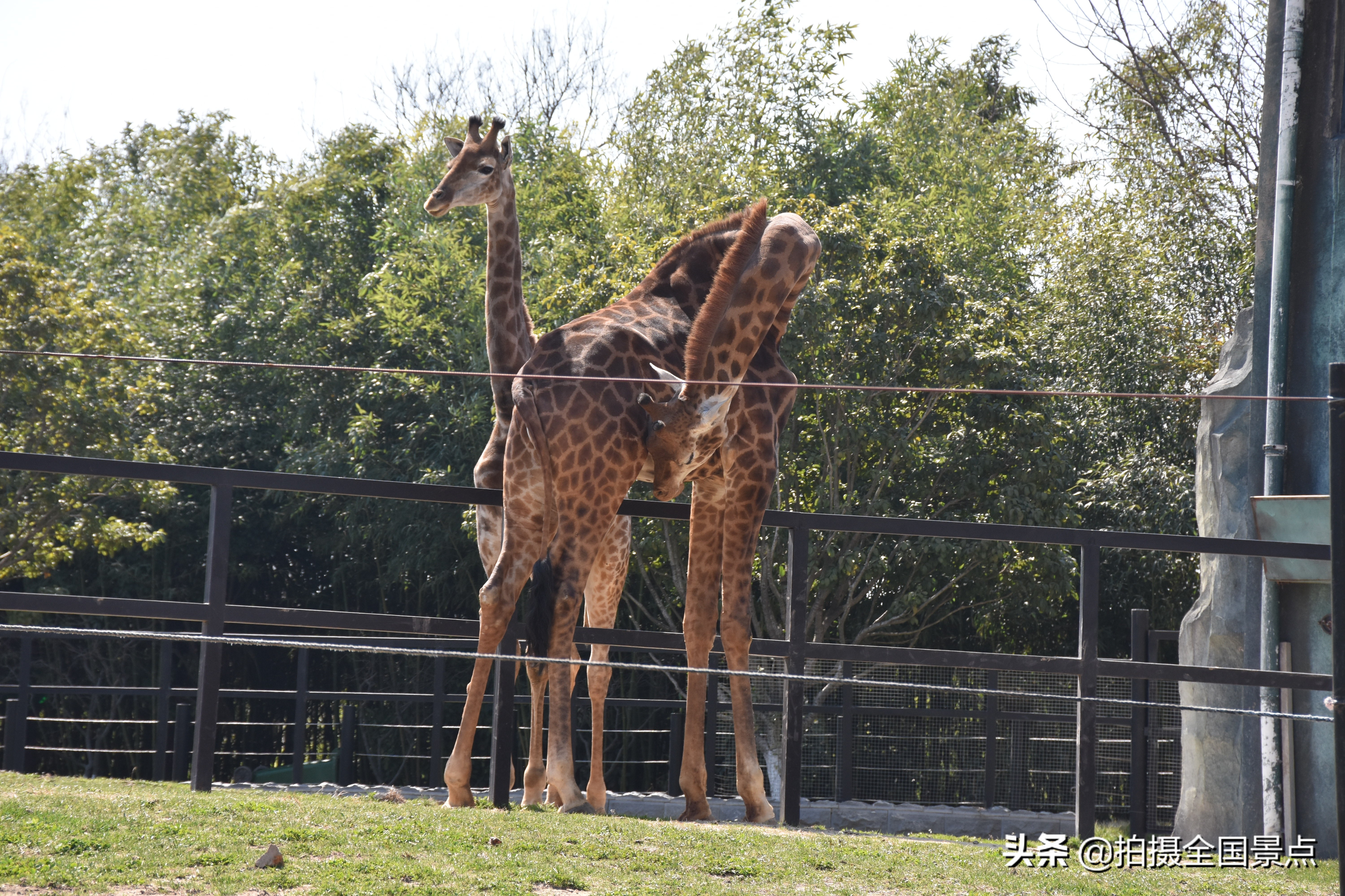 淮安动物园旅游景点推荐,淮安动物园在什么位置