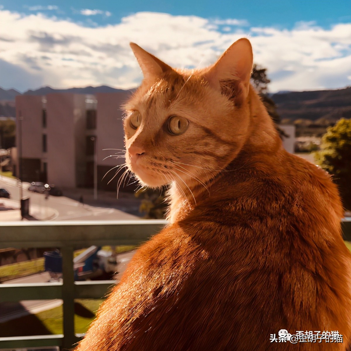 「歪胡子的猫」盘点中美日动漫中的猫咪现实中的样子