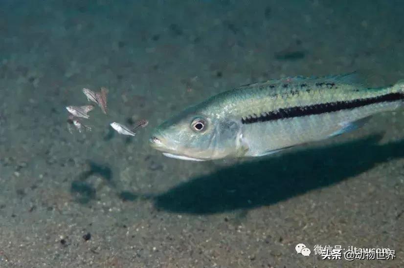 各种鱼的演化过程,3亿年前的鱼进化