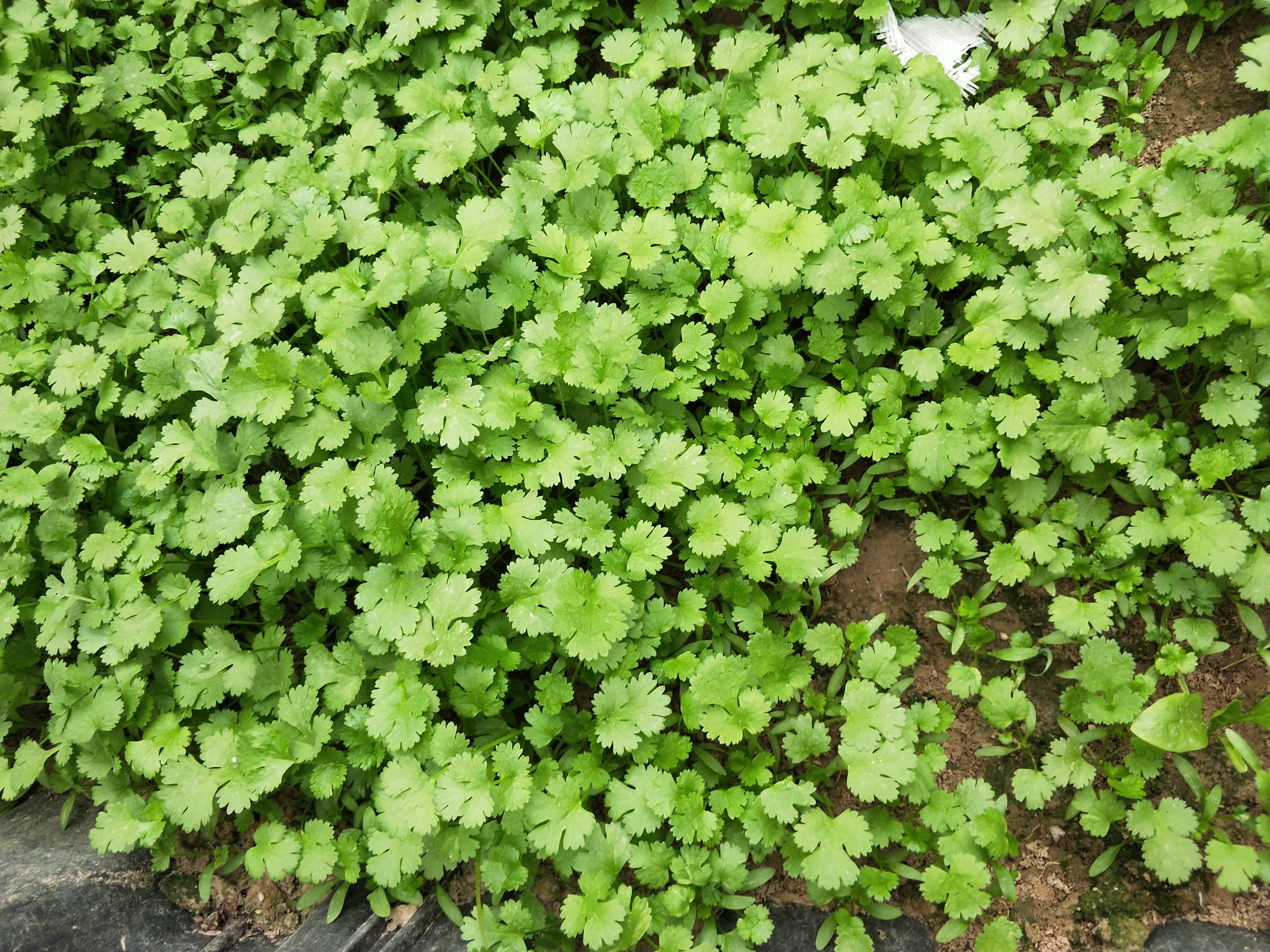 种香菜种子怎样处理,香菜种植前怎样处理出苗快