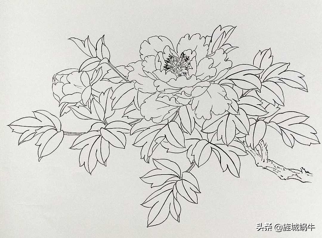 青龙卧墨池牡丹怎么养,青龙卧墨池牡丹形状