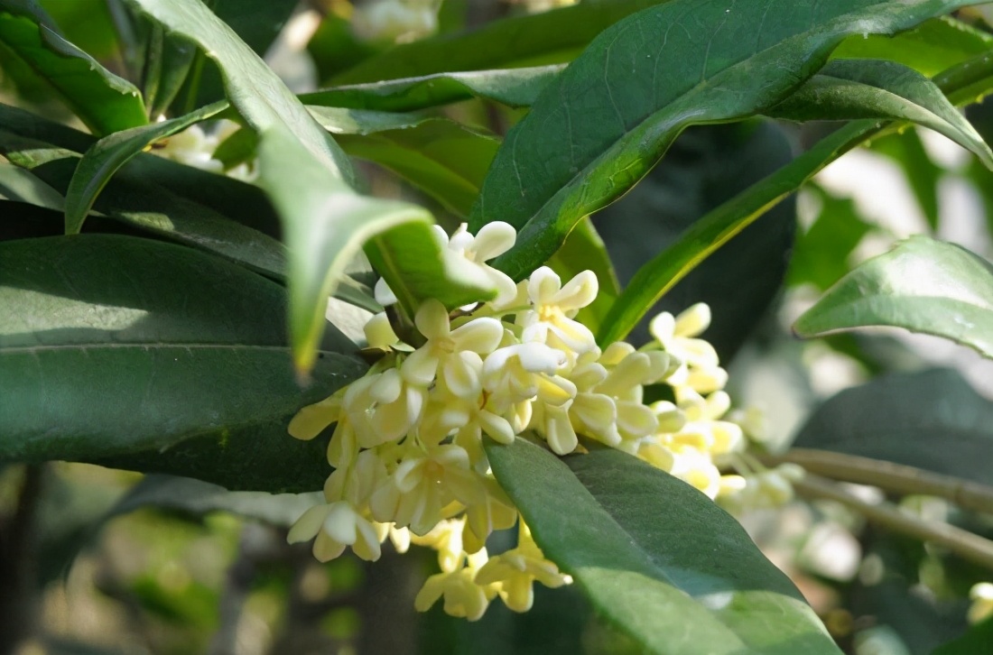 桂花发了好多新芽,桂花品种对比一览表