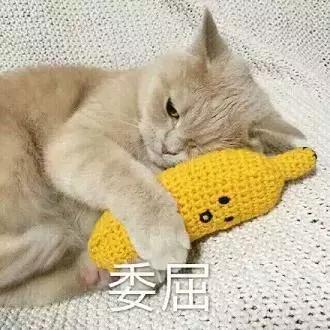 那些年失误的喵星人铲屎官已笑疯,喵星人的厉害行为报复铲屎官