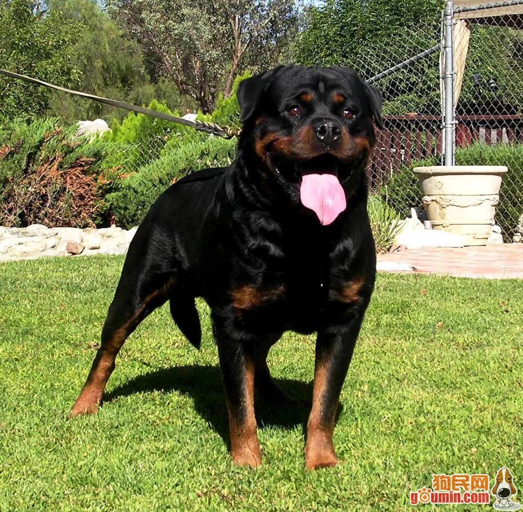 罗威纳正确的打开方式,罗威纳的尴尬期是什么意思