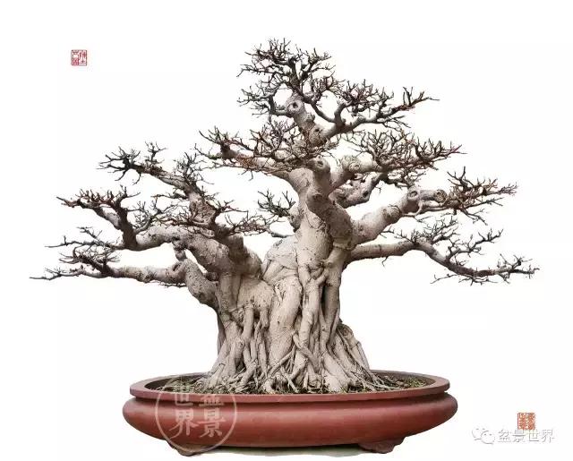 榕树罗汉松风水树,什么形状的榕树盆景好