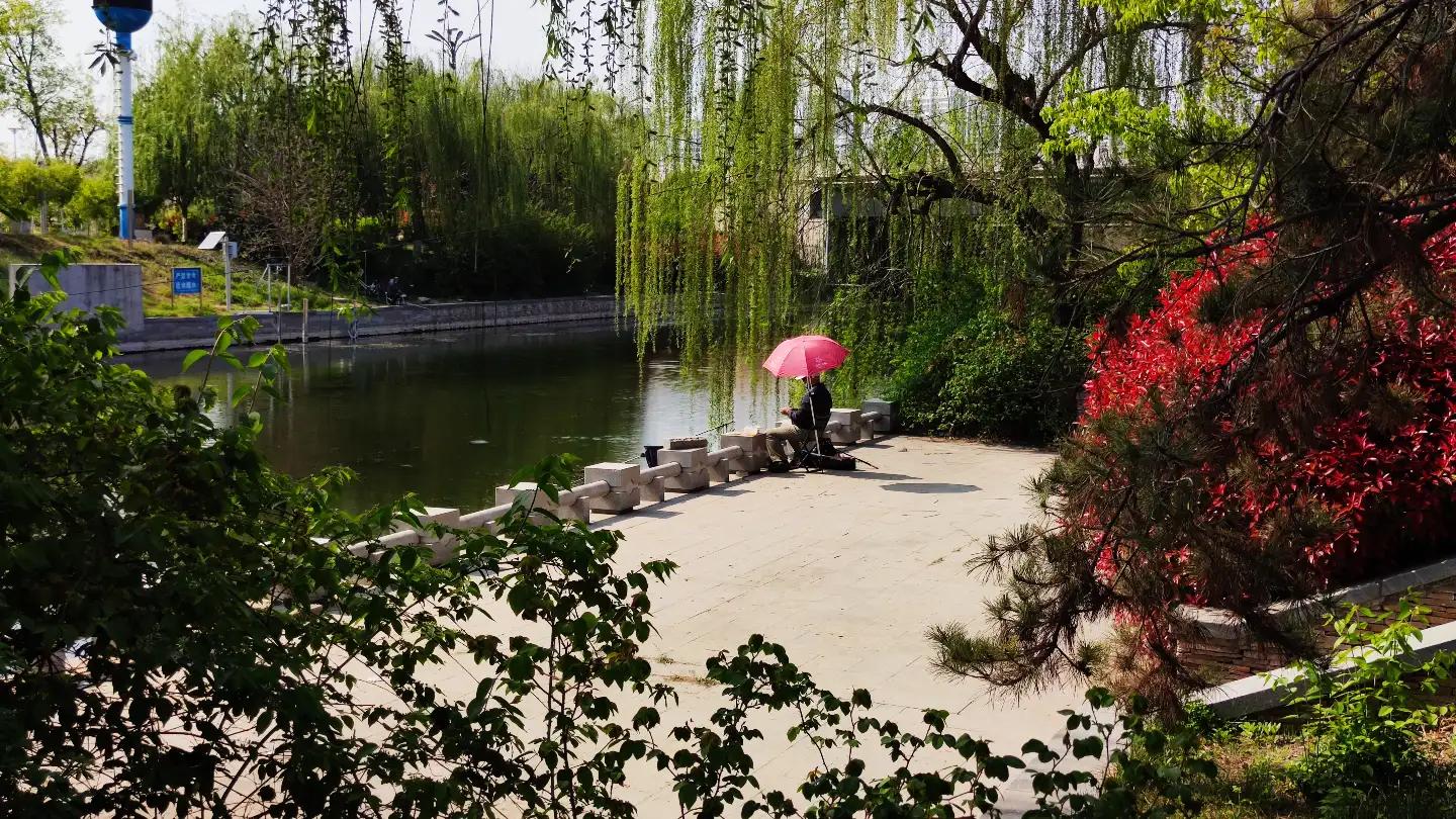 夏天鲫鱼钓着钓着停口怎么回事,黑坑鲫鱼突然停口怎么办