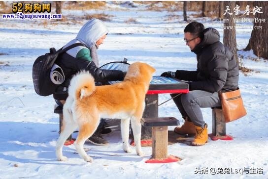 柴犬和秋田犬为什么是禁养犬种,秋田犬禁养城市名单有成都吗