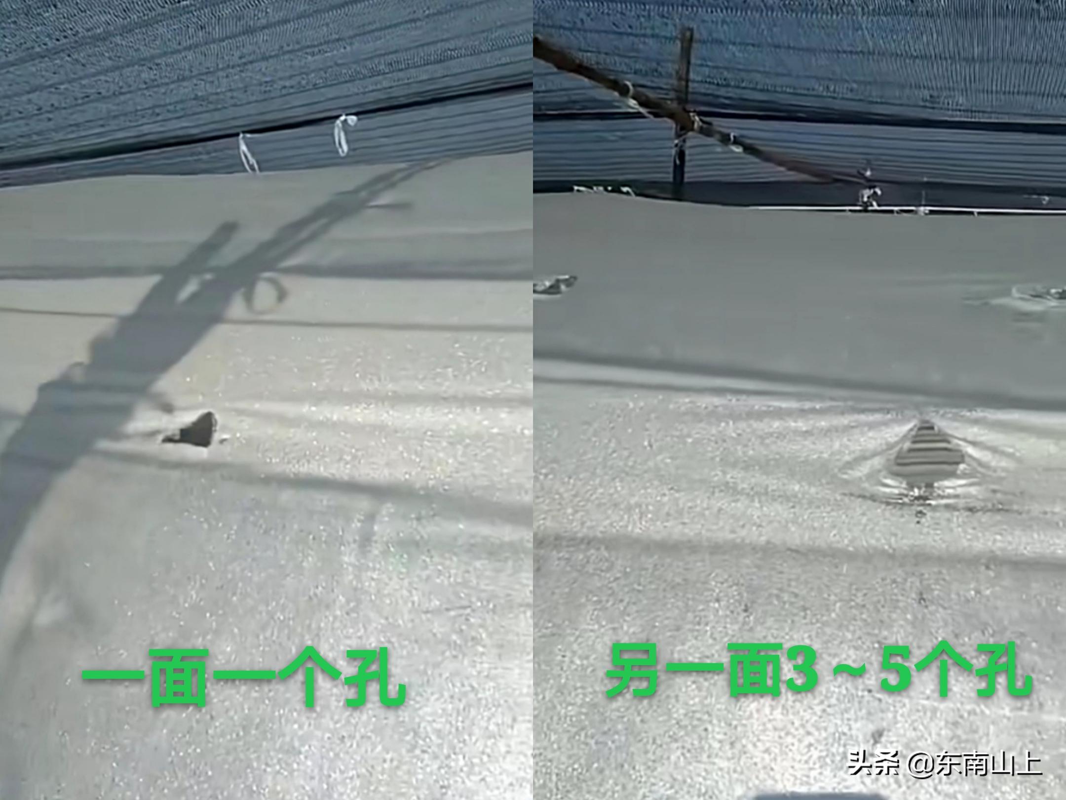 如何防止生姜烧苗,生姜种植生长期防虫最好的方法