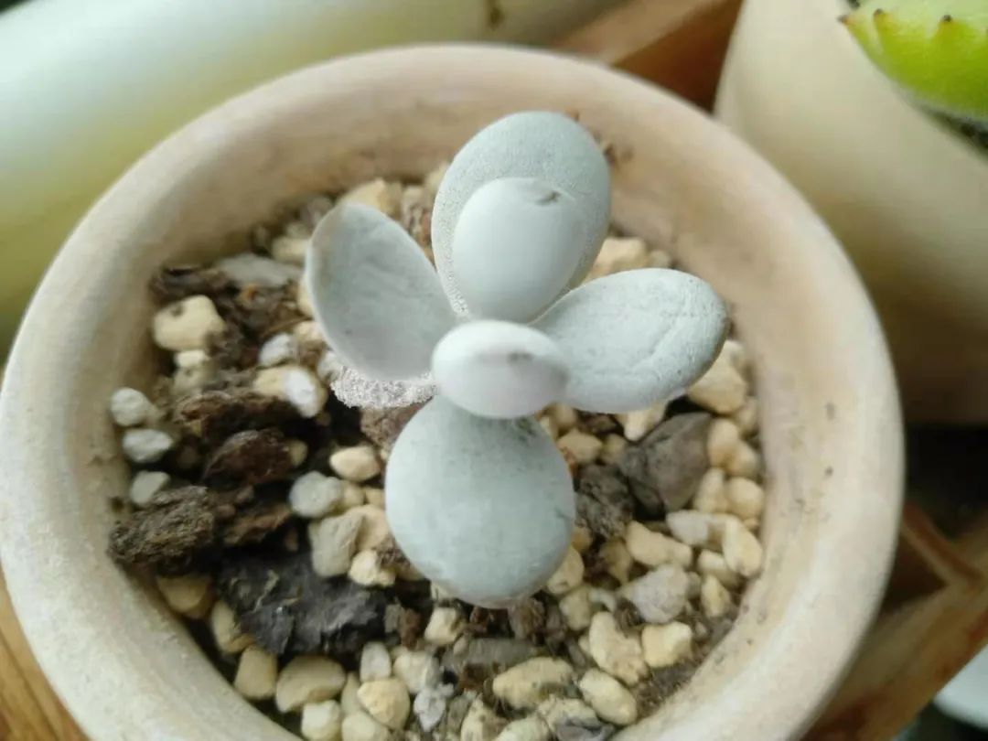 乒乓福娘锦的繁殖方法,乒乓福娘可以叶插繁殖吗