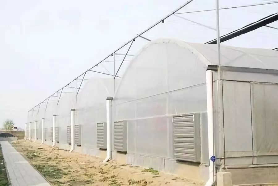 广东蓝莓钢架大棚造价多少钱一平,如何提高大棚钢架结构造价