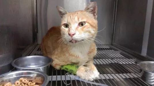 母猫子宫蓄脓的猫可以绝育吗,铲屎官为什么要给猫做绝育手术