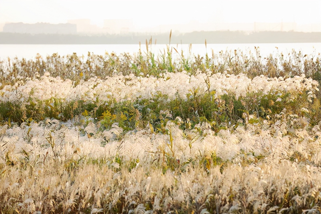 杭州的秋天随处可见都是美景,杭州西溪湿地美成调色盘