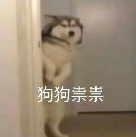 养狗新手与老手的区别,养狗为什么要养纯种犬