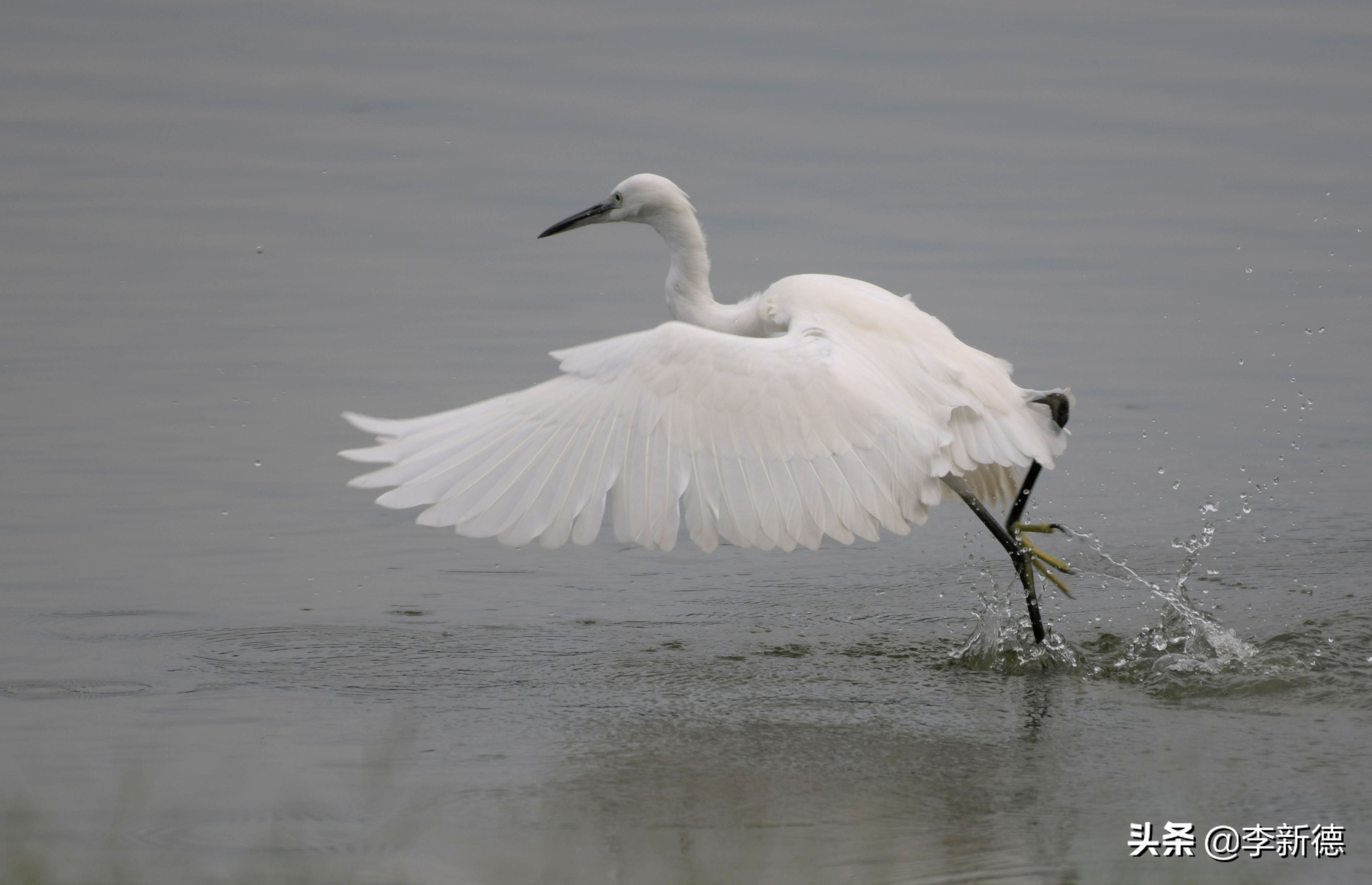 白鹭飞翔时的片段,白鹭飞行的动作和姿态