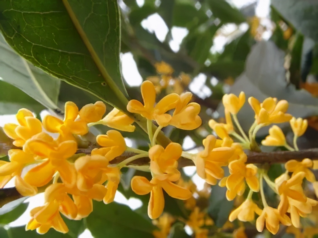 桂花发了好多新芽,桂花品种对比一览表