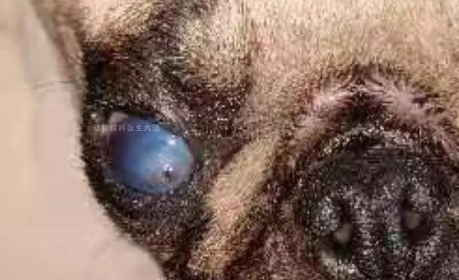 狗狗眼睛毛红肿溃烂怎么回事,狗狗眼睛红肿有水泡是什么情况