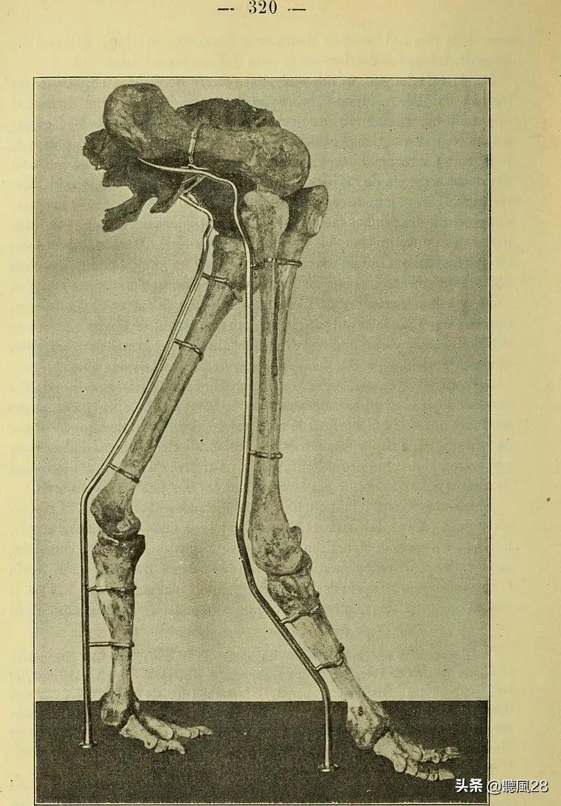 足球那么大的蛋，孵出世界上最肥的鸟