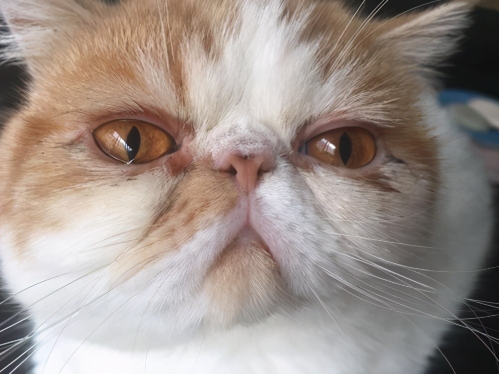 小奶猫眼睛总是被分泌物黏住,小奶猫眼睛分泌物多是什么原因