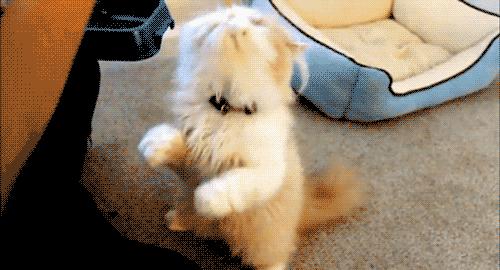 猫咪又吐又拉图片,猫咪又吐又拉怎么回事