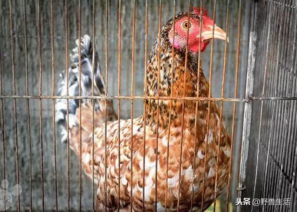 猪肝可以补充哪种维生素,猪肝千万别生吃