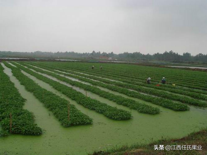 蕹菜又名什么，水蕹菜和空心菜的区别