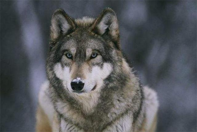 花季少女拿祖传狼皮鉴宝,女大学生带祖传鉴宝完整版