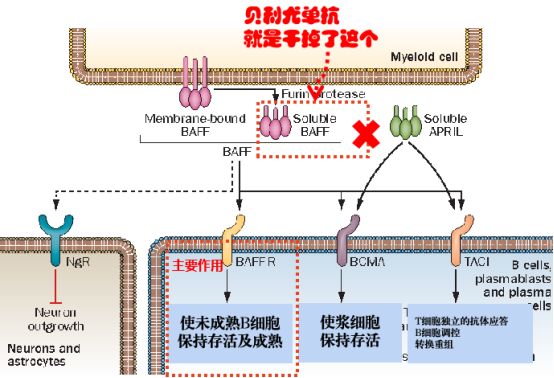 红斑狼疮单抗生物制剂,治疗系统性红斑狼疮生物制剂