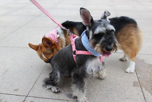 狗狗要定期挤肛门腺吗，到底有什么作用？了解下背后的秘密