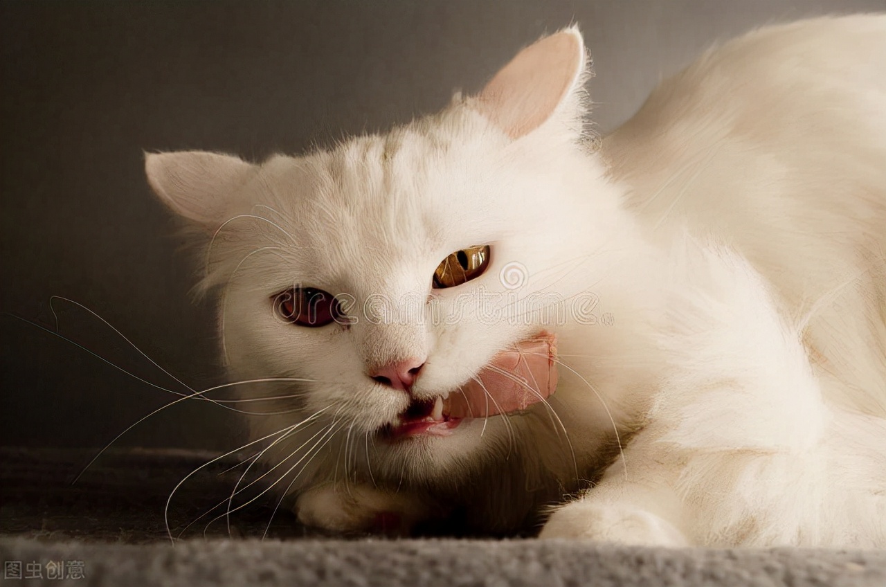 猫咪能吃的人类零食,猫咪咬过的食物还能吃吗