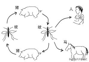 蚊子传染艾滋病毒吗,蚊子会传染艾滋病吗