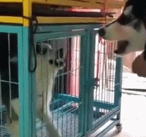 社会狗打架事件,社会狗打架