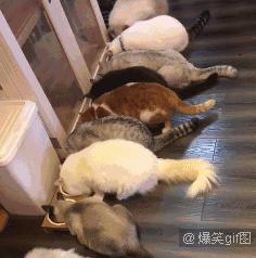 猫放屁把自己臭吐了,猫居然也会吐口水