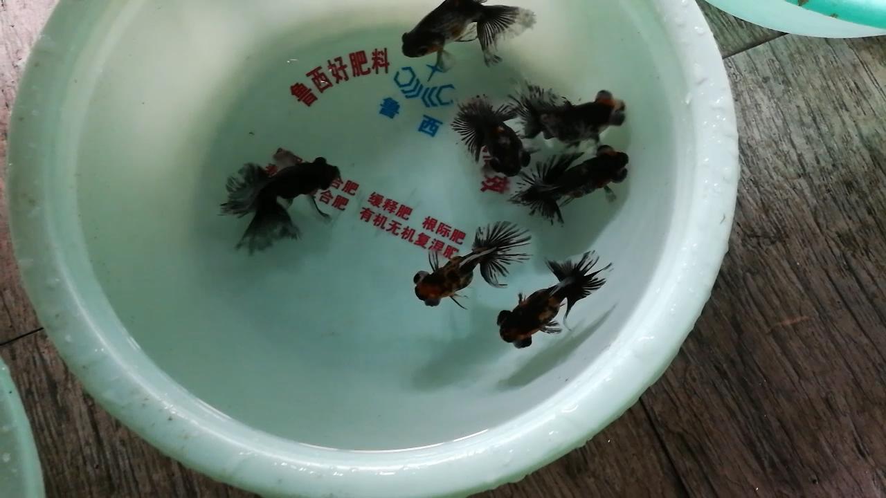 逛观赏鱼市,市场里的观赏鱼热带鱼