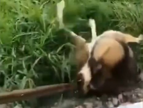 两人大街上捕捉流浪狗被怀疑卖狗肉，数十名爱狗人士上门声讨