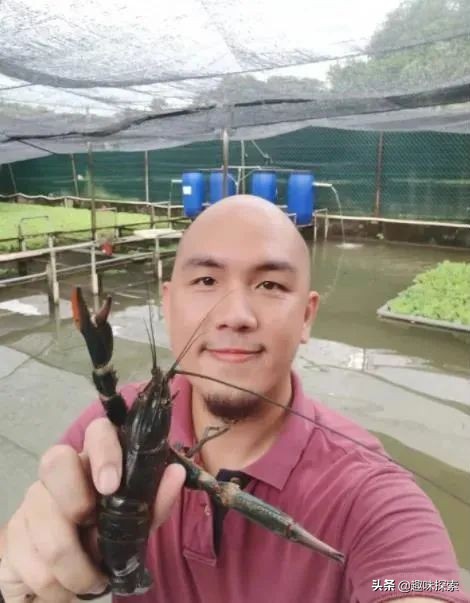 能长到四斤的淡水龙虾,澳洲龙虾可进入中国吗