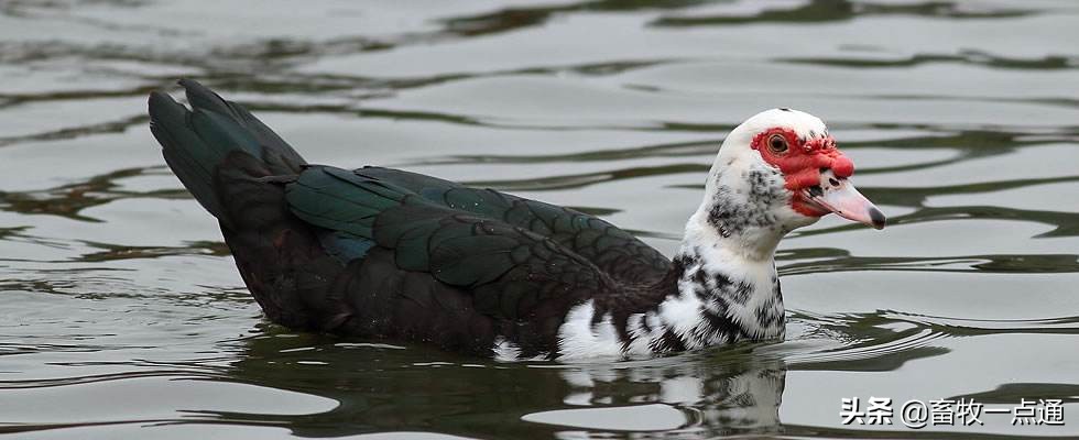 肉鸭疾病管理流程,肉鸭全程预防方案
