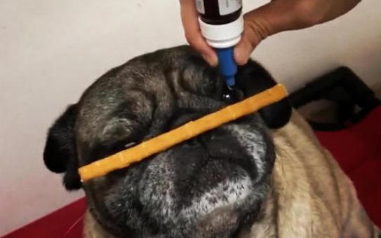 狗狗感冒了不吃不喝怎么办,狗狗感冒怎么治视频