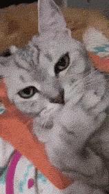 最近很火的一只猫的表情包,用了仓鼠猫表情包的人