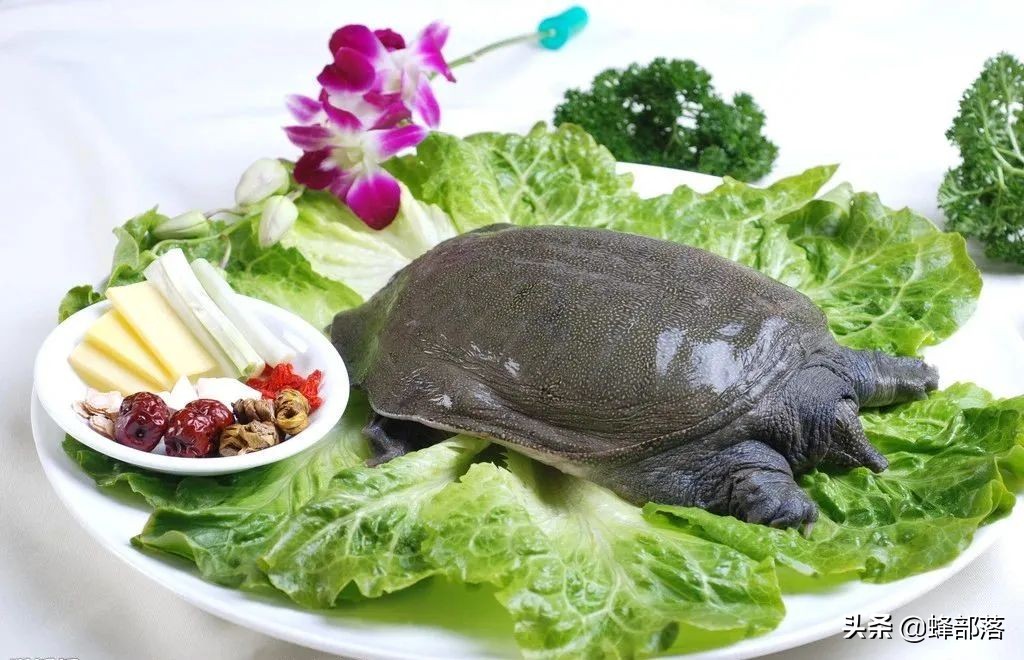 什么鱼最好养殖最挣钱,农村养殖鱼的技巧和关注事项