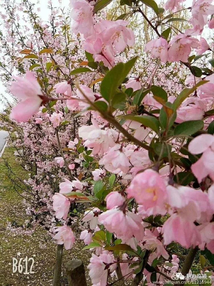 临颍人原创作品：旖旎海棠红
