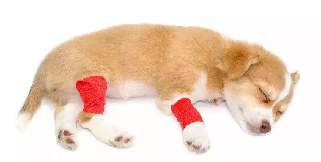 猫咪狗狗骨折了怎么办？扒一扒宠物“骨子里”的那些事