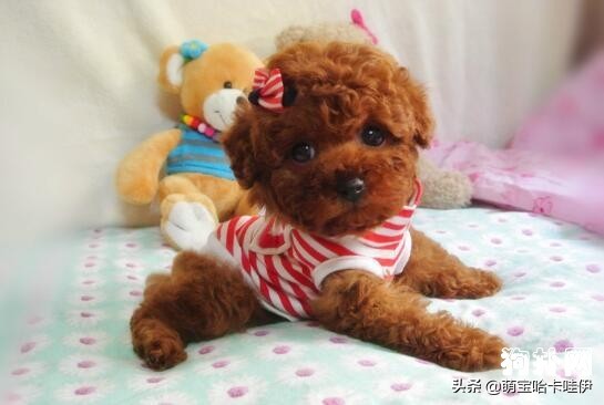 泰迪犬生产后口臭怎么回事,泰迪犬口臭牙结石流唾液