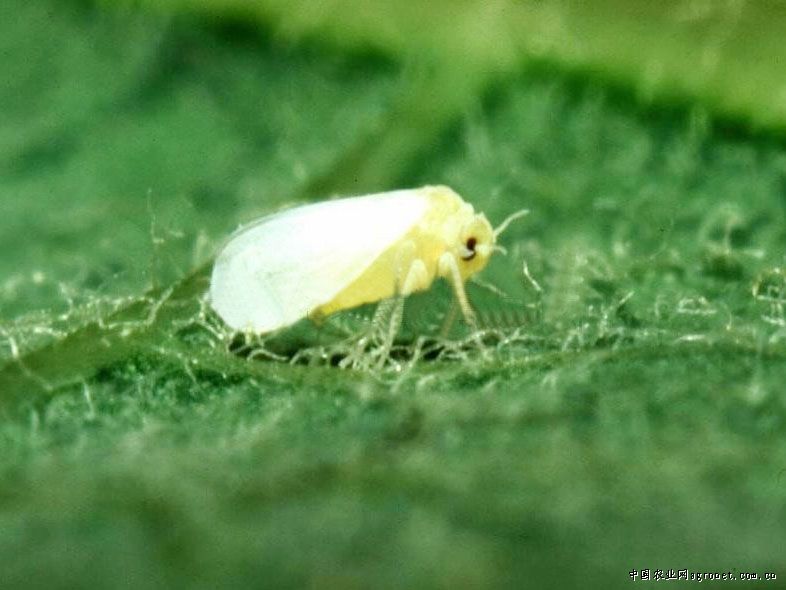 西瓜飞虱防治方法,瓜类白粉虱怎么防治