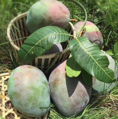 芒果巨无霸完整版,好吃到爆的芒果