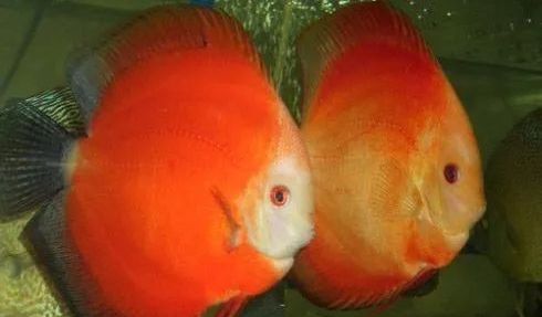 慈鲷品种,慈鲷类型