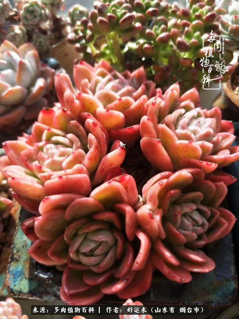 这世上怎么会有那么可爱的小可爱,这世上怎么有这么可爱的小生物