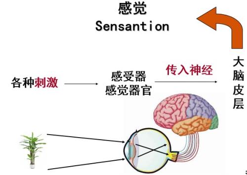 前叉重建后还能继续打球吗,前叉重建后还能恢复状态吗